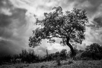 162 - ENTRE NUAGES ET SOLEIL - AT NATHALIE - france <div : arbre, noir et blanc